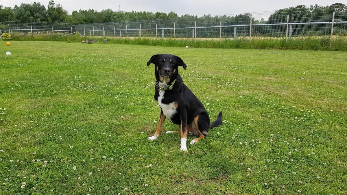 Blue, female senior Mixed Breed for adoption at Tierschutzverein Castrop-Rauxel e.V., Castrop-Rauxel