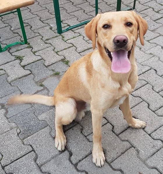 Spike, gelb male senior Mixed Breed for adoption at Tierschutzverein Castrop-Rauxel e.V., Castrop-Rauxel