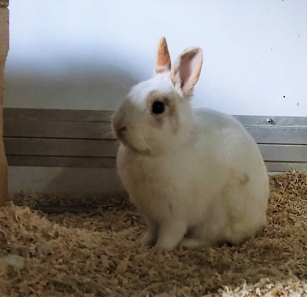 Konrad und Kailee, male Mixed Breed for adoption at Tierschutzverein Castrop-Rauxel e.V., Castrop-Rauxel