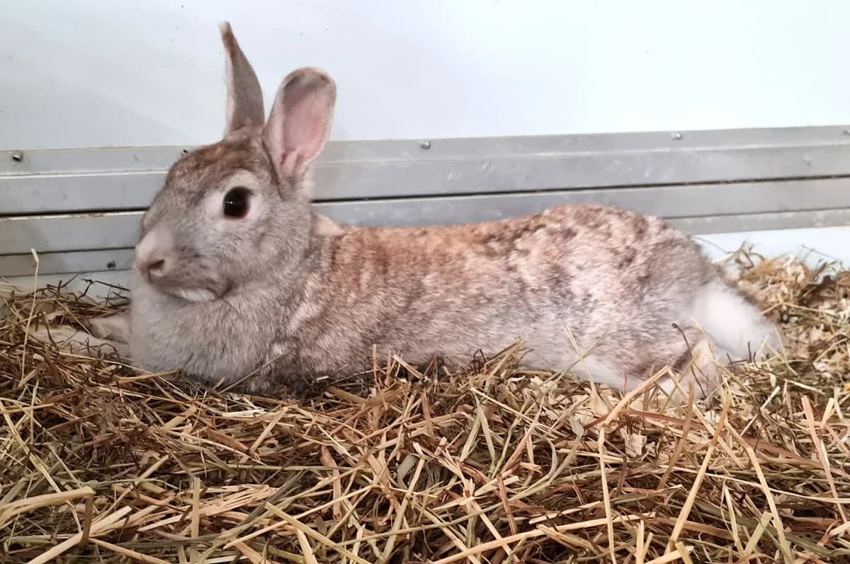 Mimi und Kuschelbär, male Mixed Breed for adoption at Tierschutzverein Castrop-Rauxel e.V., Castrop-Rauxel