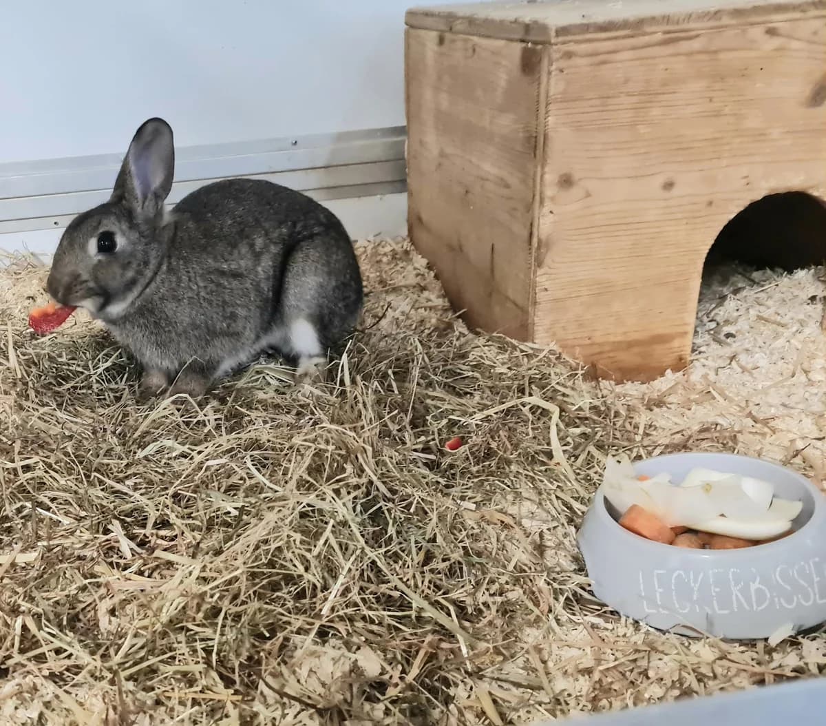 Hotte und Henriette, male Mixed Breed for adoption at Tierschutzverein Castrop-Rauxel e.V., Castrop-Rauxel