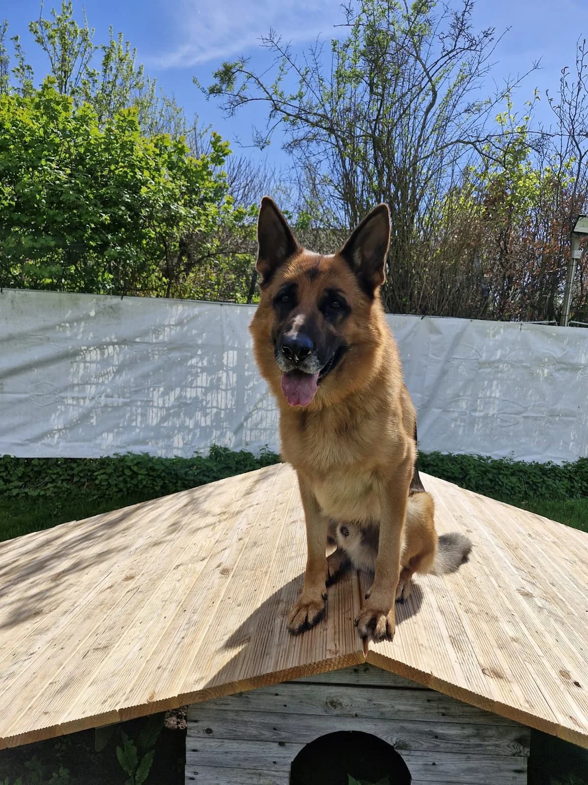 Dexter, male 4yo Mixed Breed for adoption at Tierschutzverein Castrop-Rauxel e.V., Castrop-Rauxel