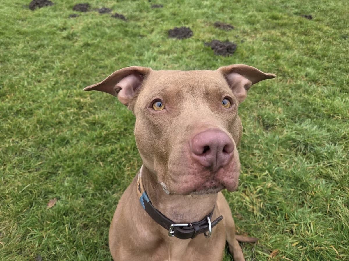 Koka, female 4yo Mixed Breed for adoption at Tierschutzverein Castrop-Rauxel e.V., Castrop-Rauxel
