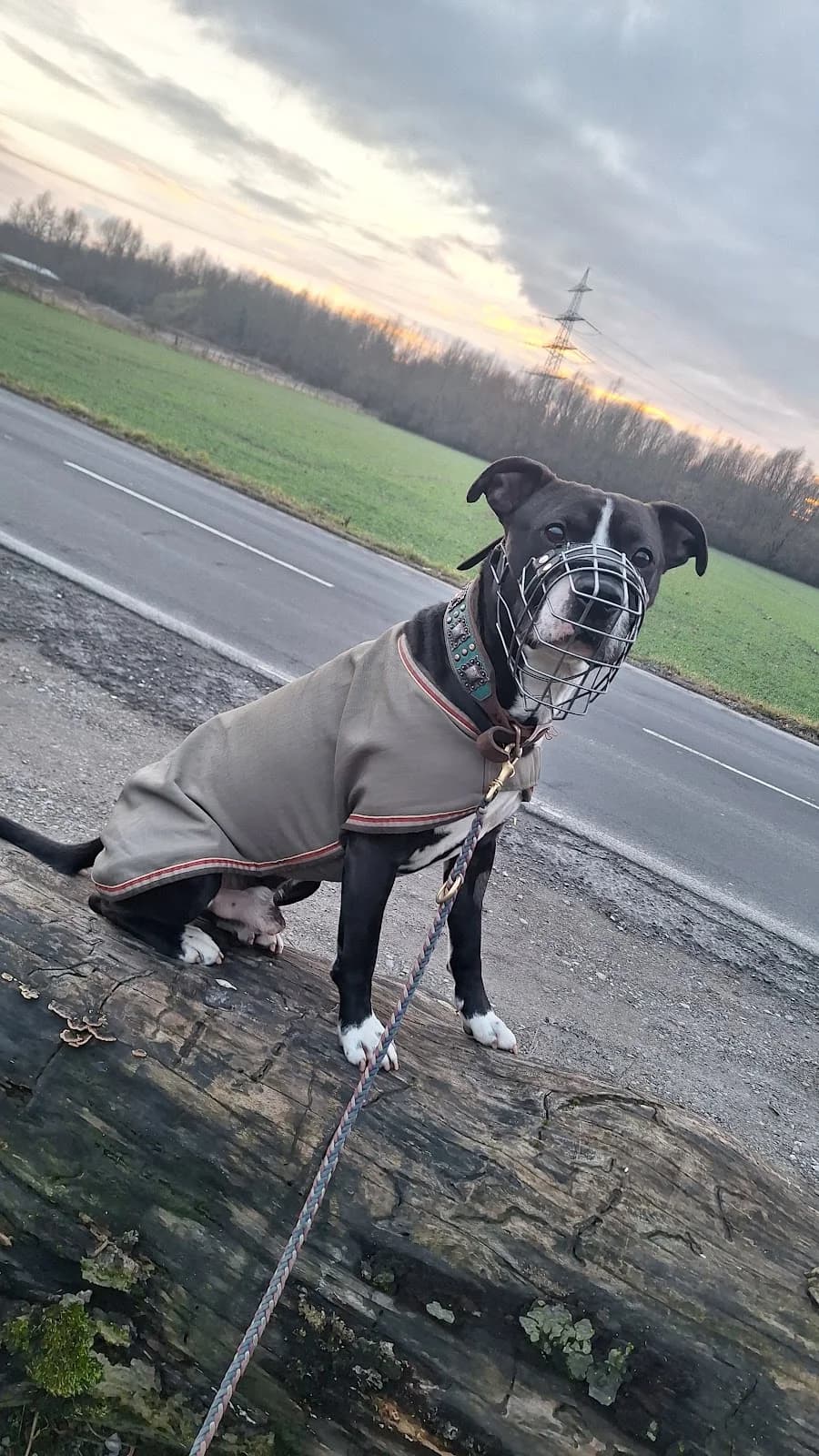 Pascha, male 6yo Mixed Breed for adoption at Tierschutzverein Castrop-Rauxel e.V., Castrop-Rauxel