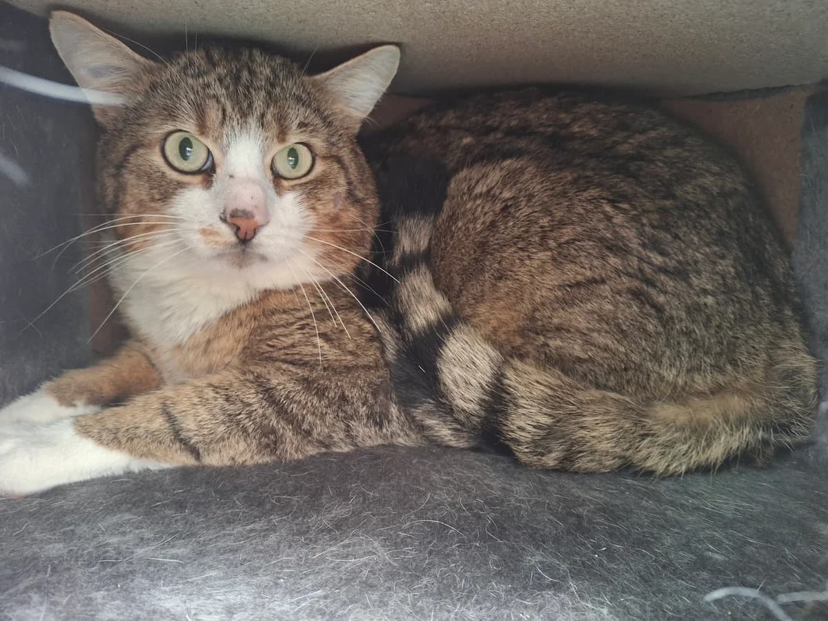 Olli, male Mixed Breed for adoption at Tierschutzverein Castrop-Rauxel e.V., Castrop-Rauxel