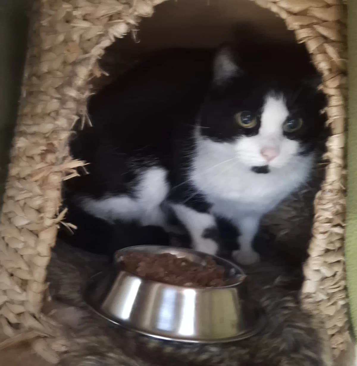 Betty, female Mixed Breed for adoption at Tierschutzverein Castrop-Rauxel e.V., Castrop-Rauxel