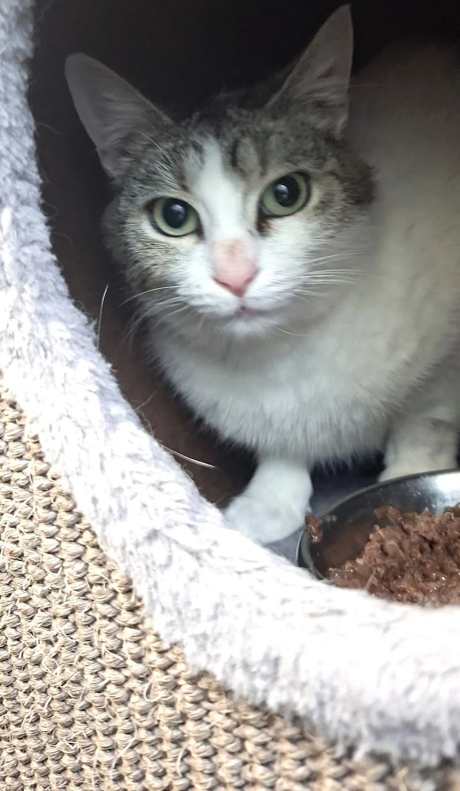 Queeny, female Mixed Breed for adoption at Tierschutzverein Castrop-Rauxel e.V., Castrop-Rauxel