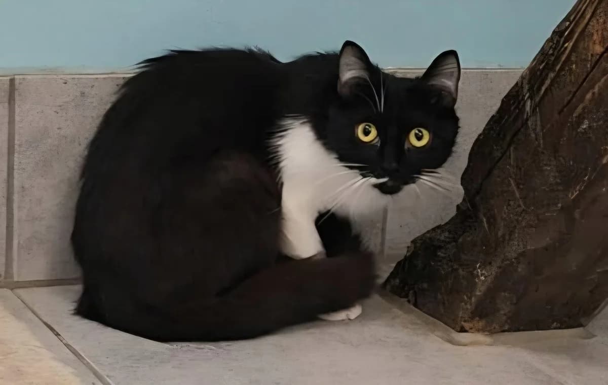 Arabella, female Mixed Breed for adoption at Tierschutzverein Castrop-Rauxel e.V., Castrop-Rauxel