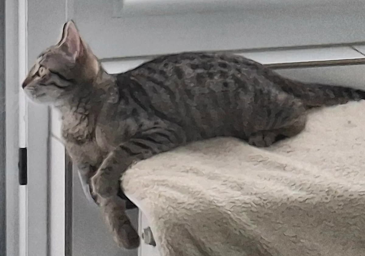 Celina, female Mixed Breed for adoption at Tierschutzverein Castrop-Rauxel e.V., Castrop-Rauxel