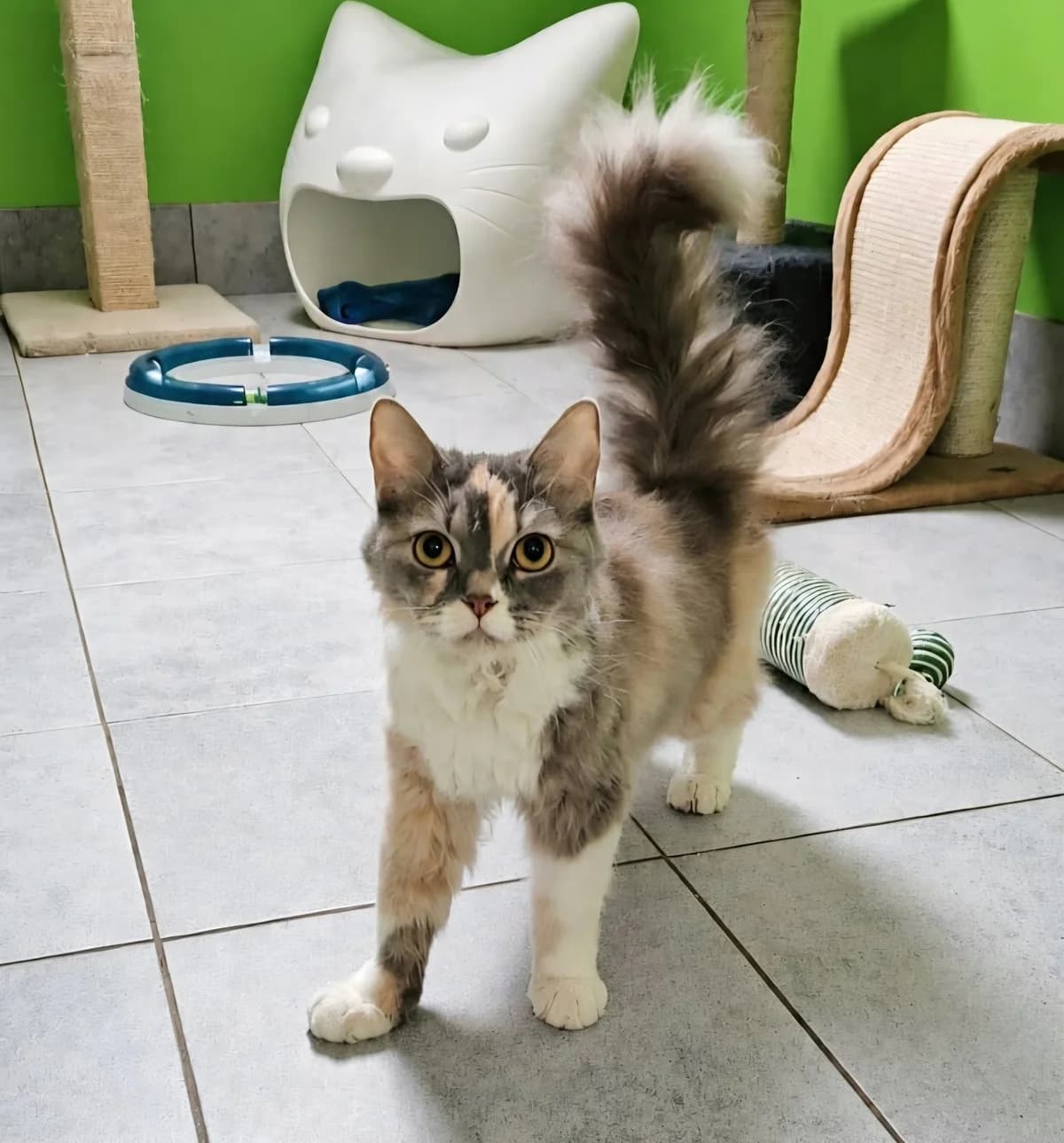 Mahlia, male Mixed Breed for adoption at Tierschutzverein Castrop-Rauxel e.V., Castrop-Rauxel