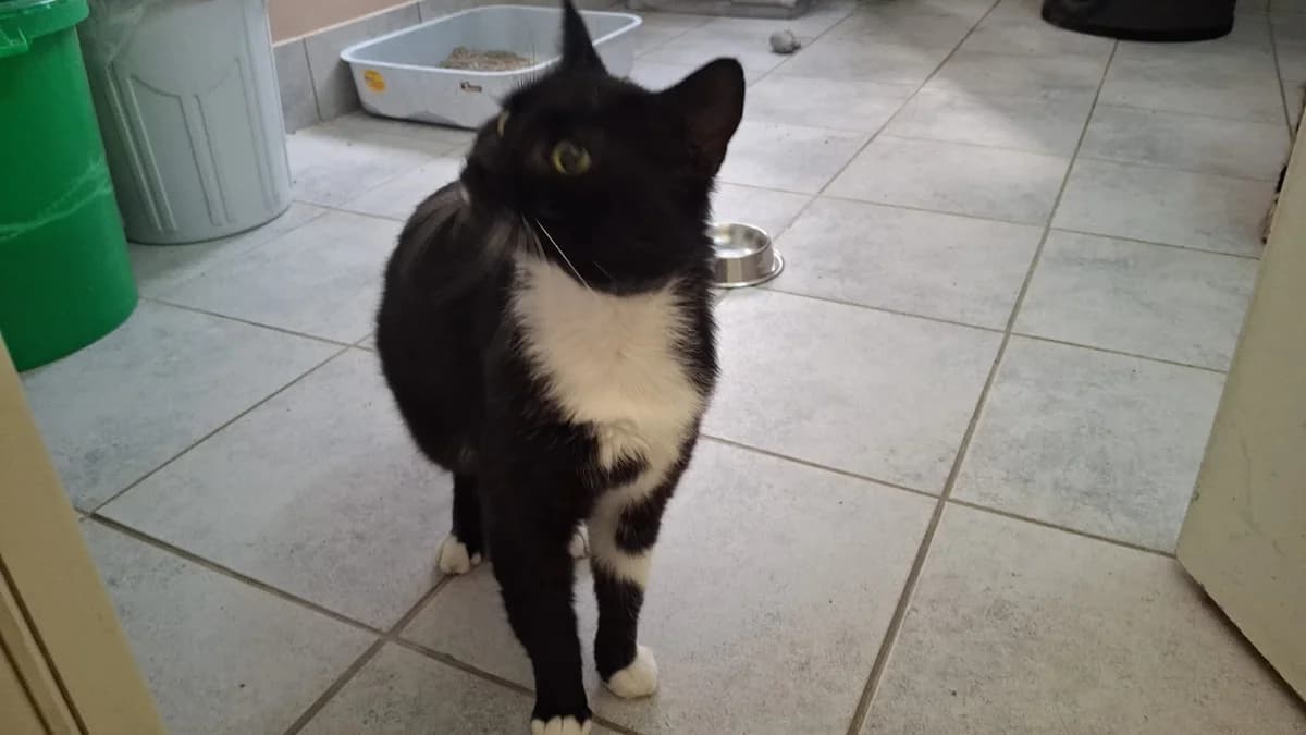 Monty, male Mixed Breed for adoption at Tierschutzverein Castrop-Rauxel e.V., Castrop-Rauxel