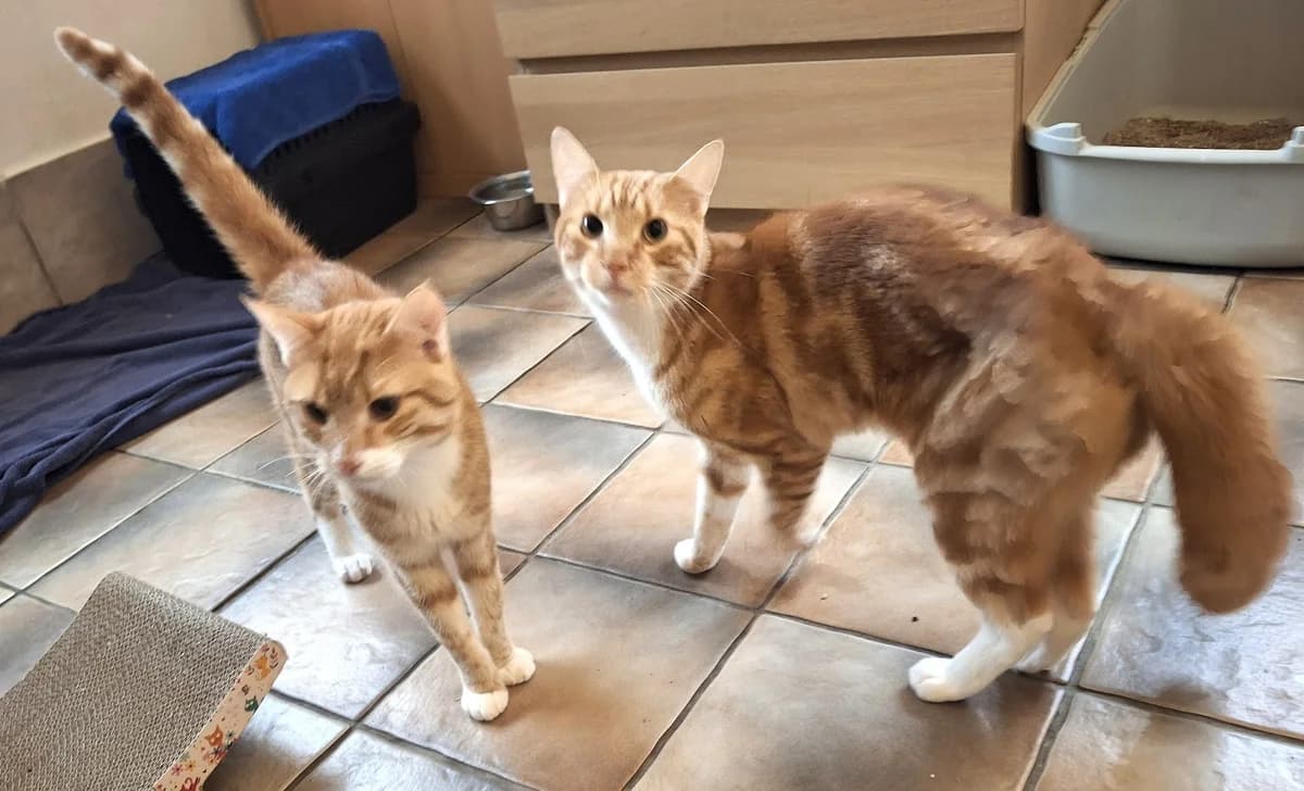 Peter und Justus, male Mixed Breed for adoption at Tierschutzverein Castrop-Rauxel e.V., Castrop-Rauxel