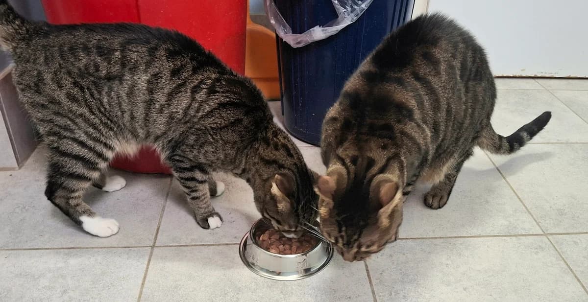 Zuko und Socca, male 7yo Mixed Breed for adoption at Tierschutzverein Castrop-Rauxel e.V., Castrop-Rauxel