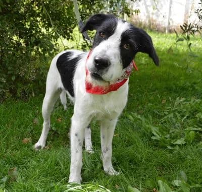 Arielko, puppy Mixed Breed for adoption at Tierheim Chemnitz, Chemnitz