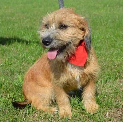 Aslan, male puppy Mixed Breed for adoption at Tierheim Chemnitz, Chemnitz