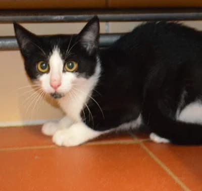 Bonbon, puppy Mixed Breed for adoption at Tierheim Chemnitz, Chemnitz