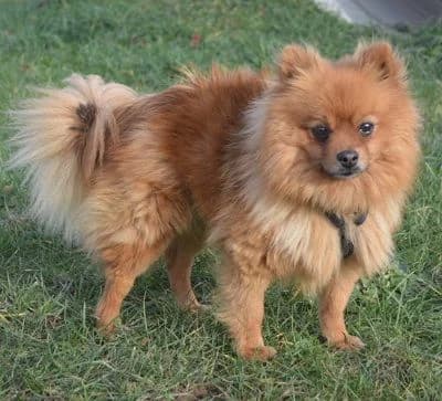 Daina, female 5yo Mixed Breed for adoption at Tierheim Chemnitz, Chemnitz