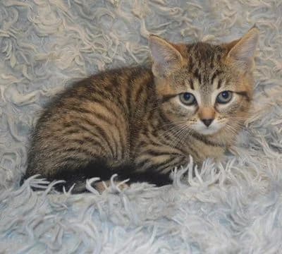 Finchen, puppy Mixed Breed for adoption at Tierheim Chemnitz, Chemnitz