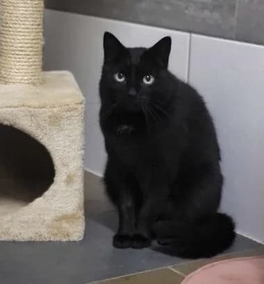 Jaqueline, 5yo Mixed Breed for adoption at Tierheim Chemnitz, Chemnitz