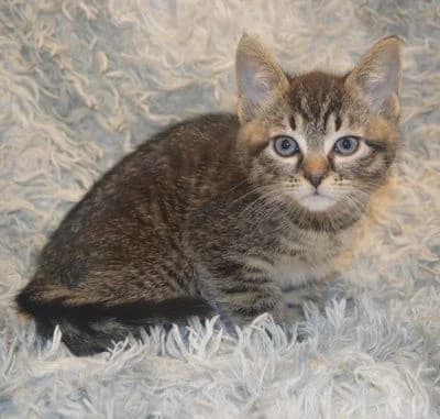 Kasimir, puppy Mixed Breed for adoption at Tierheim Chemnitz, Chemnitz