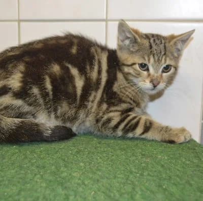 Kirsche, puppy Mixed Breed for adoption at Tierheim Chemnitz, Chemnitz