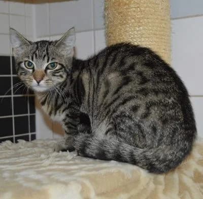 Kirundi, puppy Mixed Breed for adoption at Tierheim Chemnitz, Chemnitz