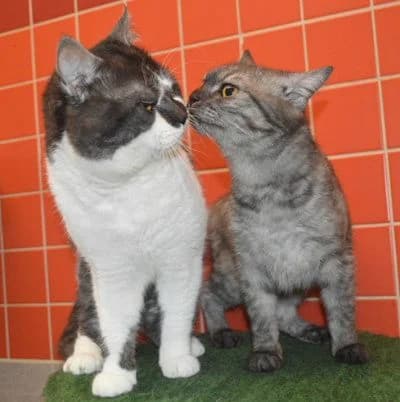 Kitti und Rio, young Mixed Breed for adoption at Tierheim Chemnitz, Chemnitz