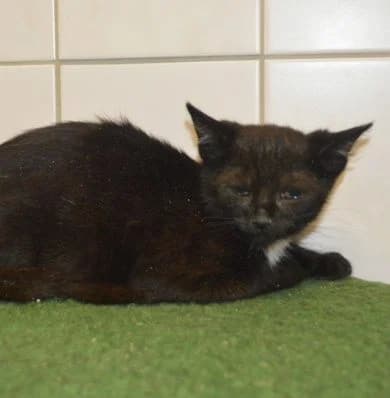 Kiwi, puppy Mixed Breed for adoption at Tierheim Chemnitz, Chemnitz