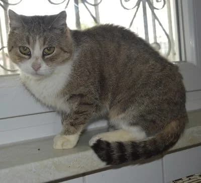 Martha, senior Mixed Breed for adoption at Tierheim Chemnitz, Chemnitz