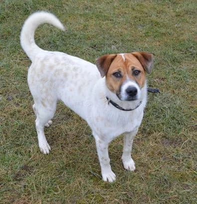 Neva, male puppy Mixed Breed for adoption at Tierheim Chemnitz, Chemnitz