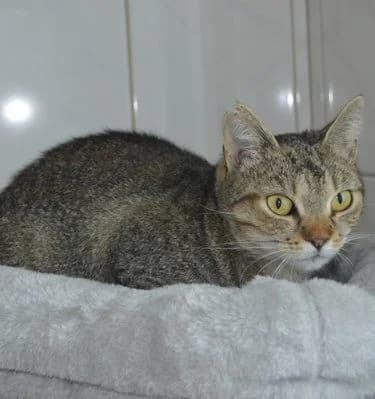 Phoebe, young Mixed Breed for adoption at Tierheim Chemnitz, Chemnitz