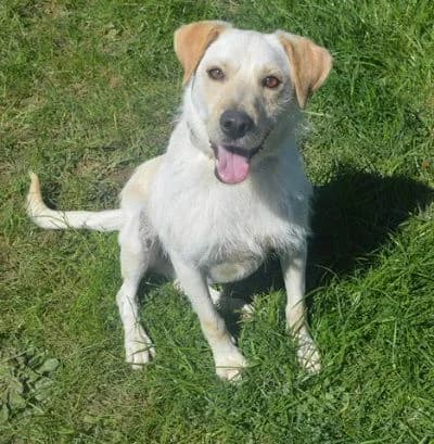 Sam, 3yo Mixed Breed for adoption at Tierheim Chemnitz, Chemnitz