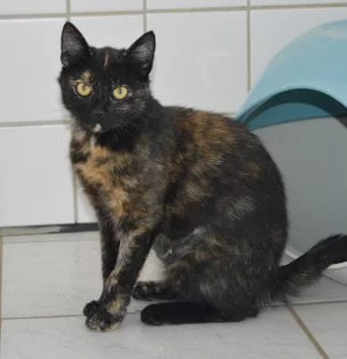 Umusi, female young Mixed Breed for adoption at Tierheim Chemnitz, Chemnitz
