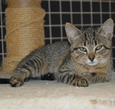 Zico, puppy Mixed Breed for adoption at Tierheim Chemnitz, Chemnitz