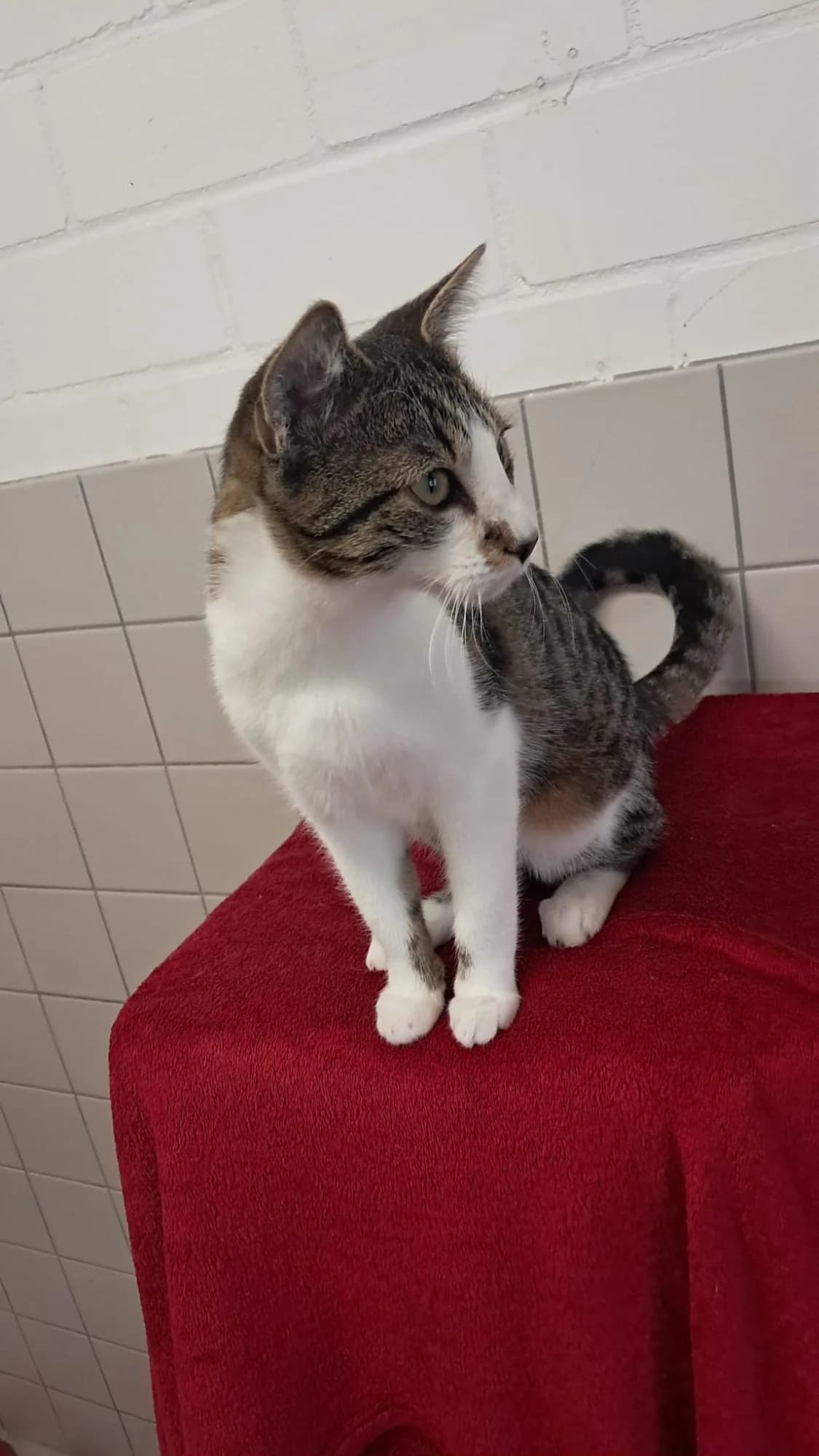 Aldi, male Mixed Breed for adoption at Tierheim Coburg, Coburg