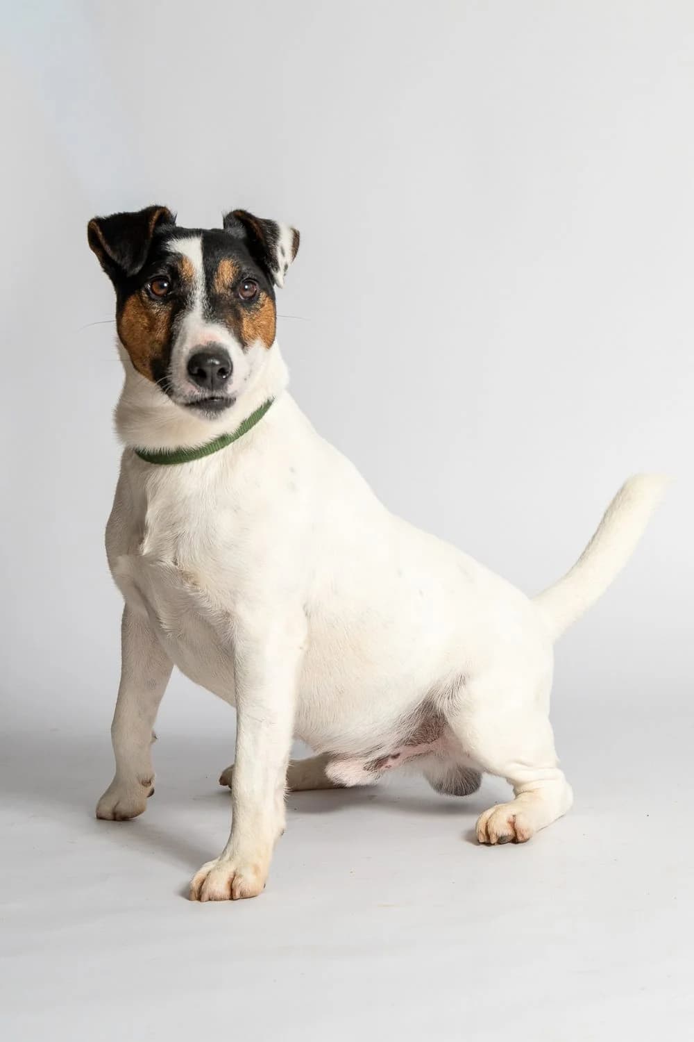ArcoFoxterrier-MixRüdegeb, 5yo mixed breed for adoption at Tierheim Coburg, Coburg