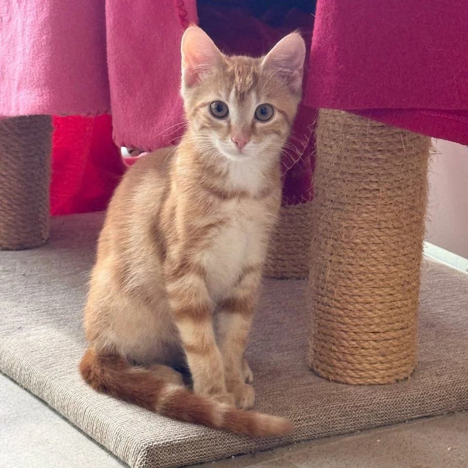 Chilli, male Mixed Breed for adoption at Tierheim Coburg, Coburg