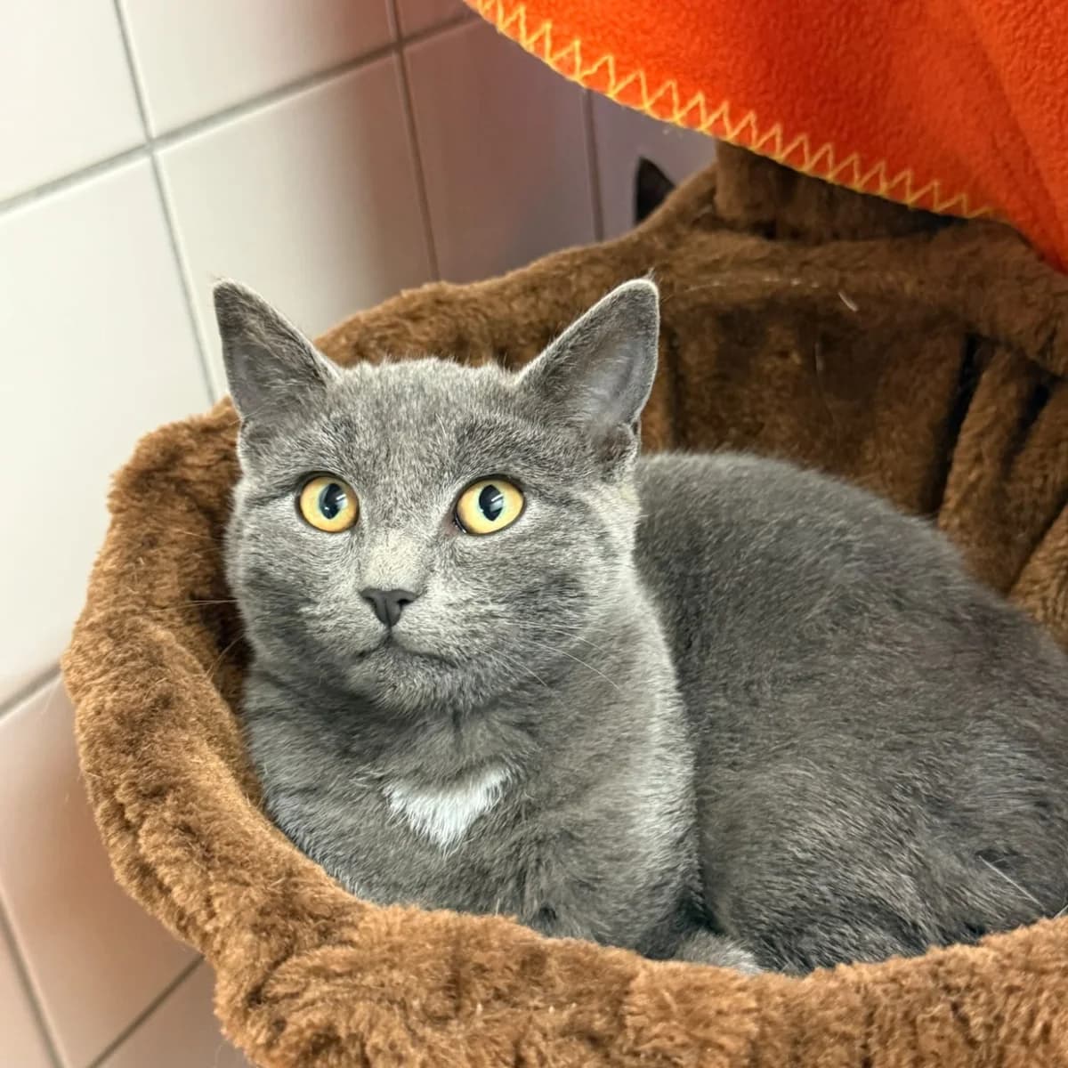 Cat coburg-kedi, female Mixed Breed for adoption at Tierheim Coburg, Coburg