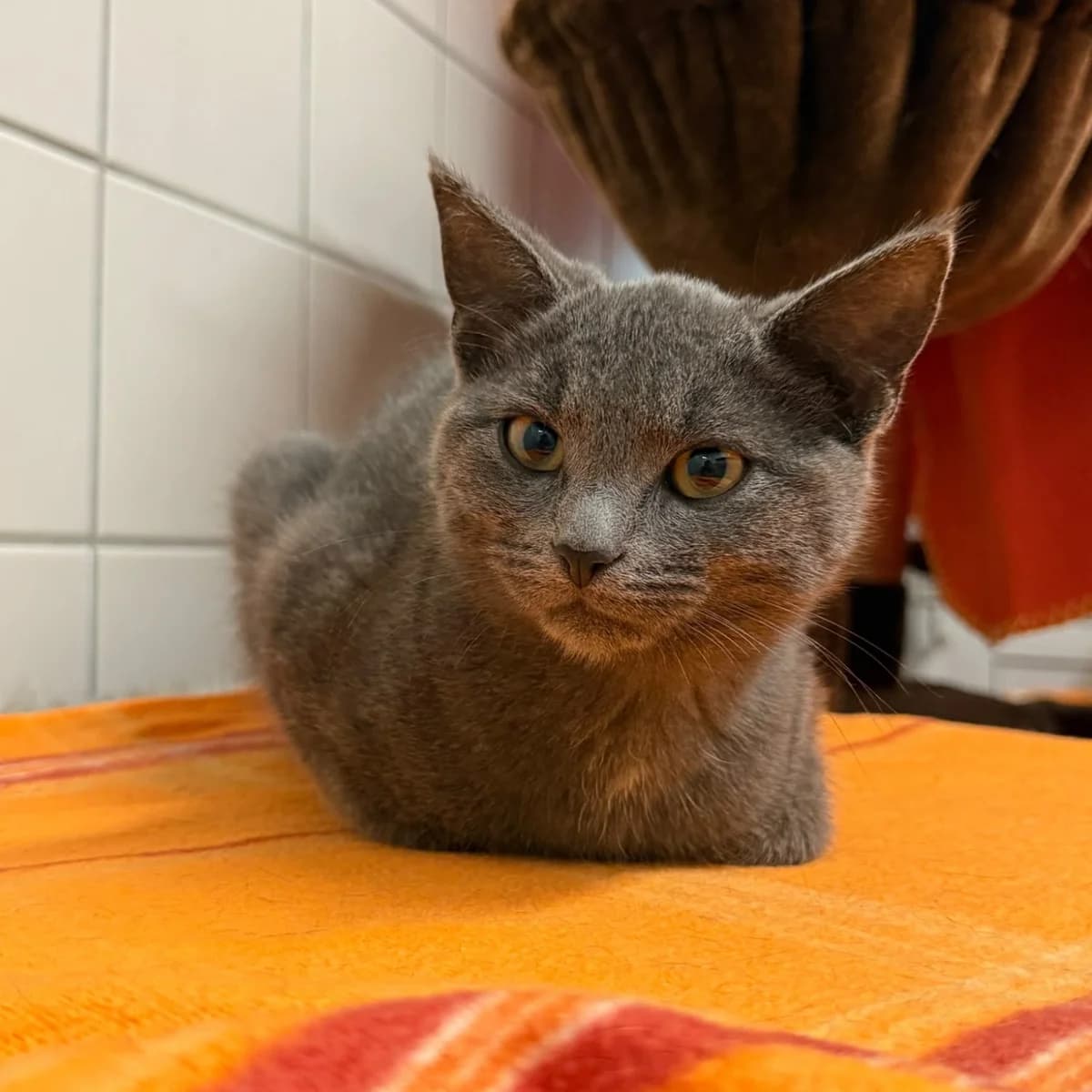 Paka, male Mixed Breed for adoption at Tierheim Coburg, Coburg