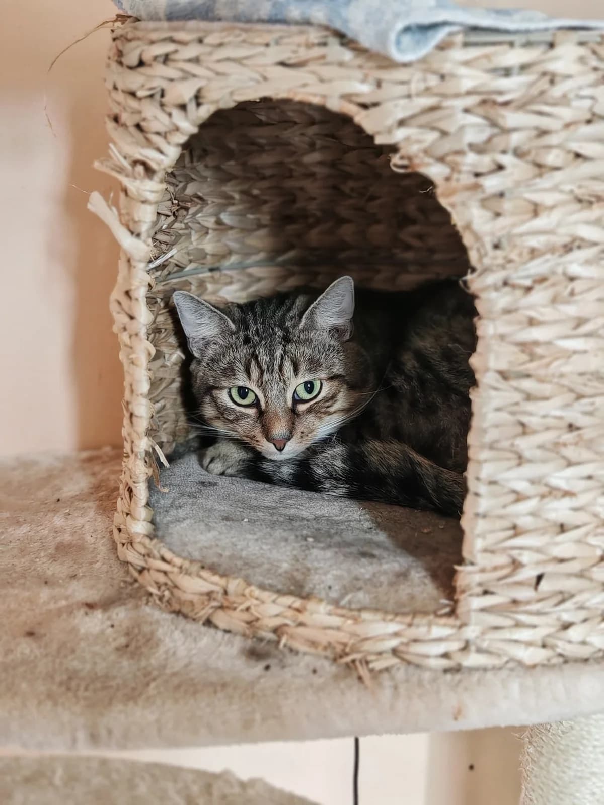 Anakin, male young European Shorthair for adoption at Tierheim Cottbus, Cottbus