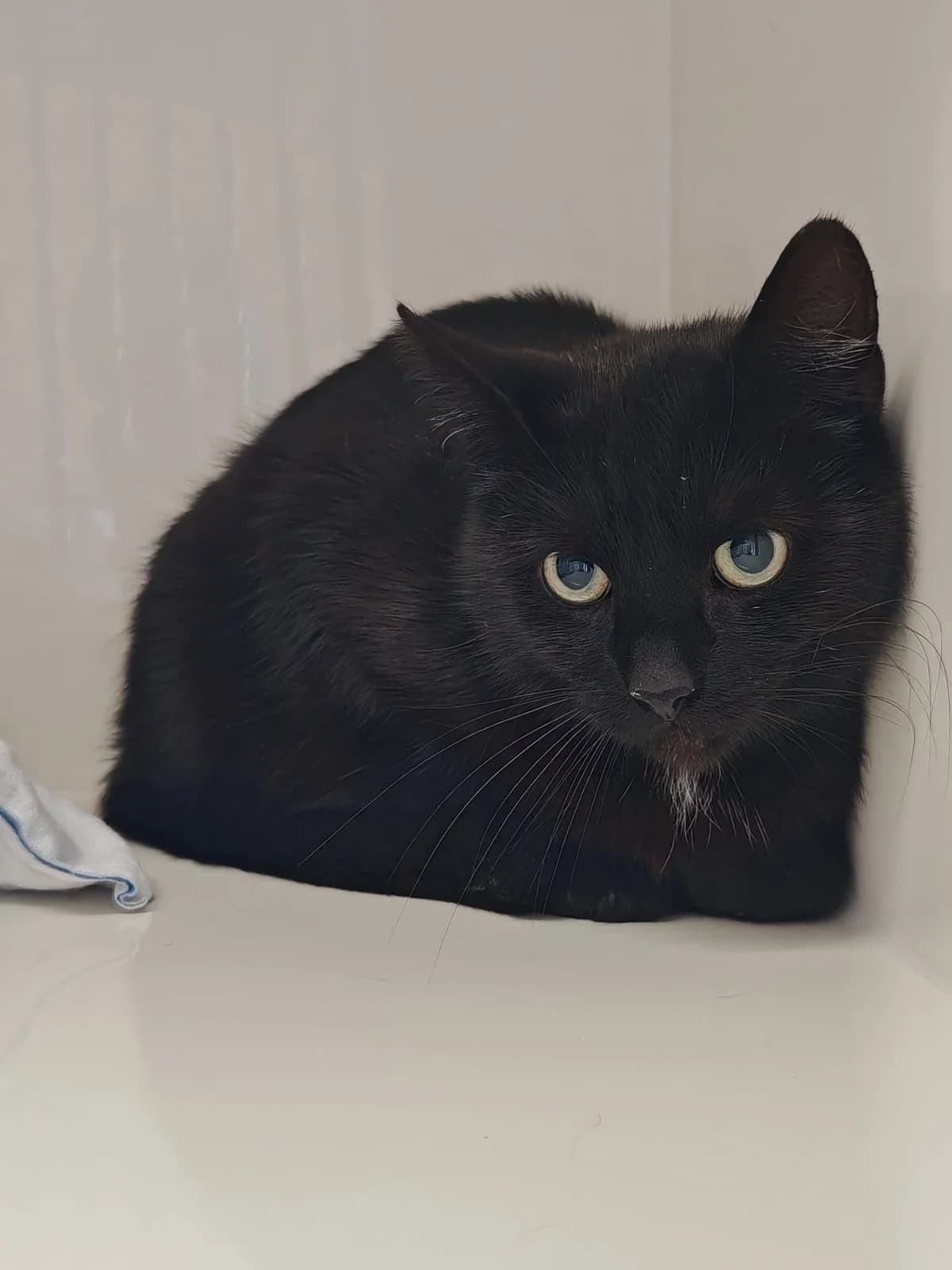 Andromeda, female young European Shorthair for adoption at Tierheim Cottbus, Cottbus