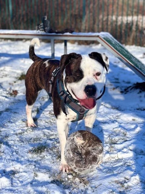 Anny, female 3yo Staffordshire Bull Terrier for adoption at Tierheim Cottbus, Cottbus