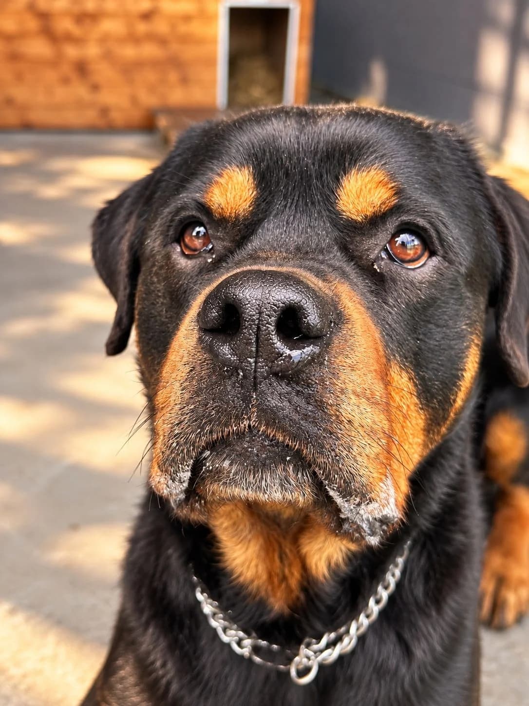 Baloo, male 5yo Rottweiler for adoption at Tierheim Cottbus, Cottbus