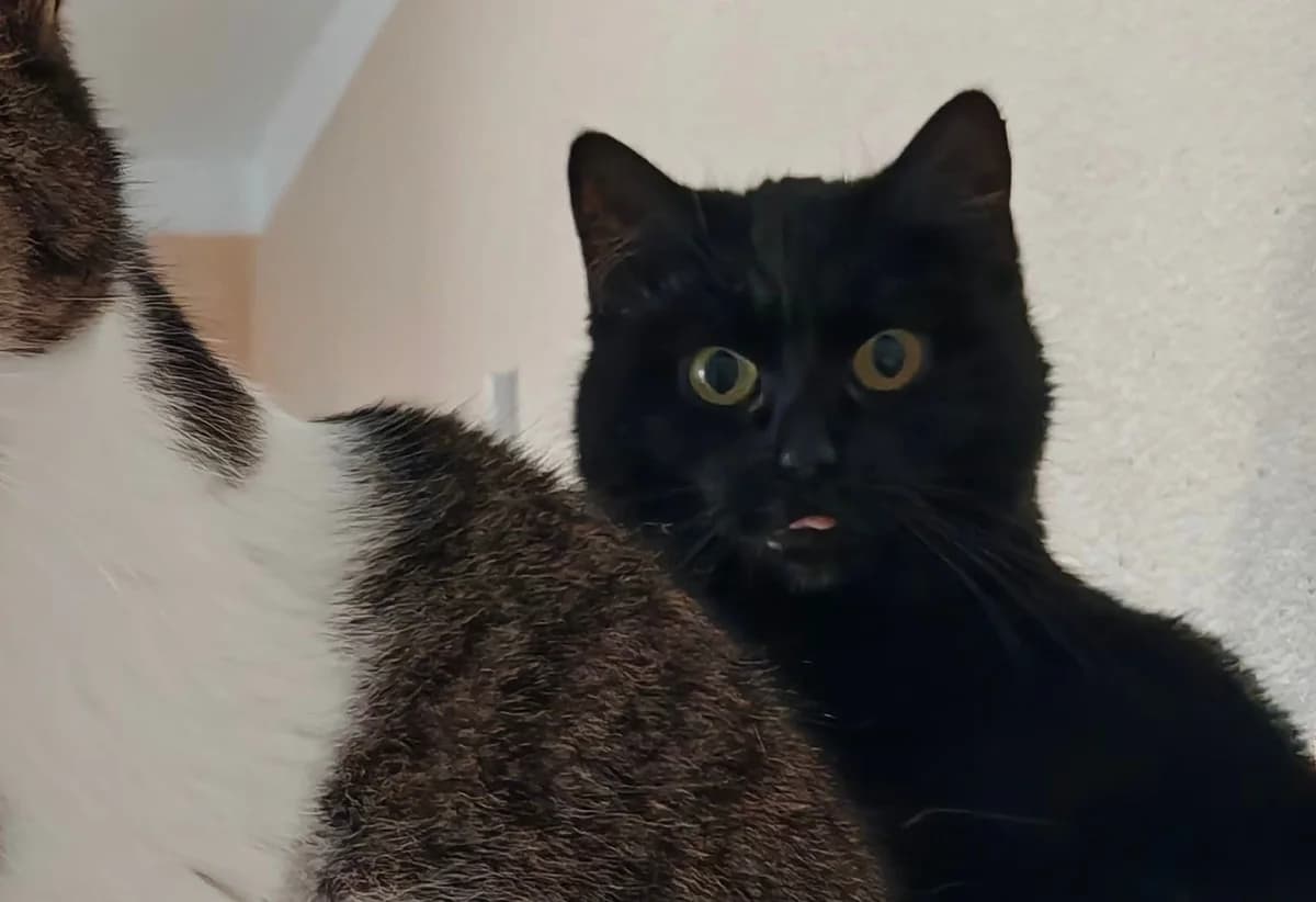 Blacky, female European Shorthair for adoption at Tierheim Cottbus, Cottbus