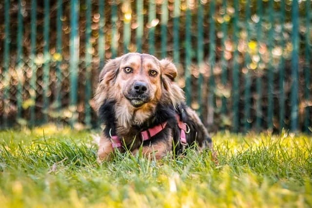 Carmelita ( Carmi), female 3yo Mixed Breed for adoption at Tierheim Cottbus, Cottbus