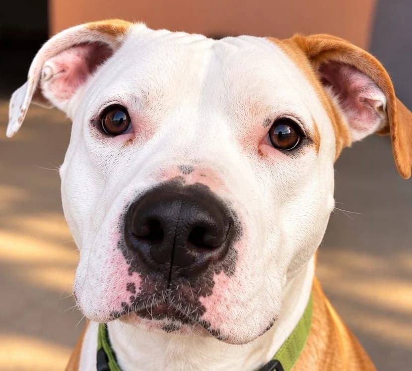 Charly, male 3yo American Staffordshire Terrier for adoption at Tierheim Cottbus, Cottbus