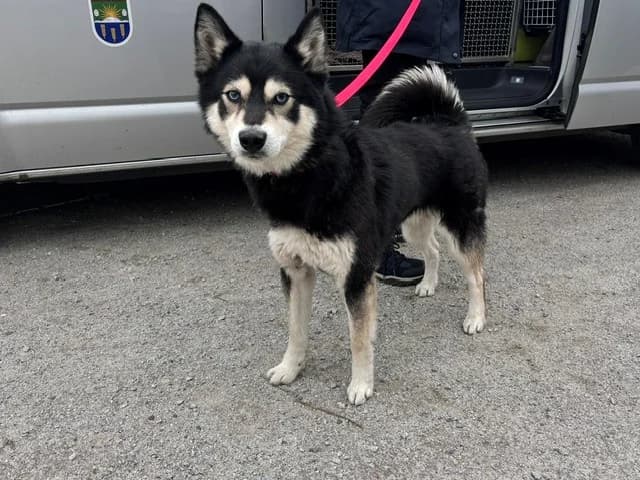 Chicco, male 5yo Pomsky for adoption at Tierheim Cottbus, Cottbus