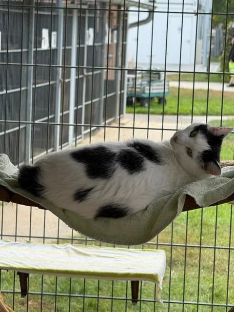 Happy, male young European Shorthair for adoption at Tierheim Cottbus, Cottbus