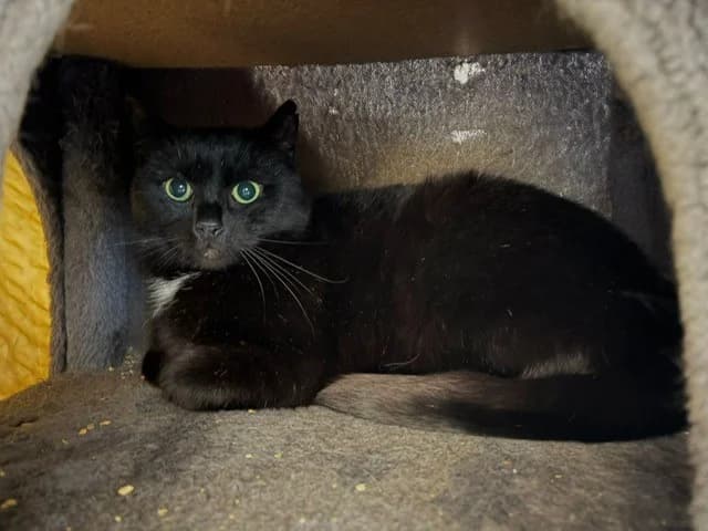 Hugo, male 4yo European Shorthair for adoption at Tierheim Cottbus, Cottbus
