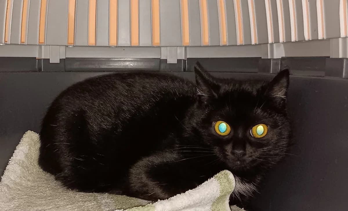 Maria, female European Shorthair for adoption at Cottbus